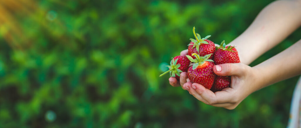 The child picks strawberries in the garden. Selective focus.