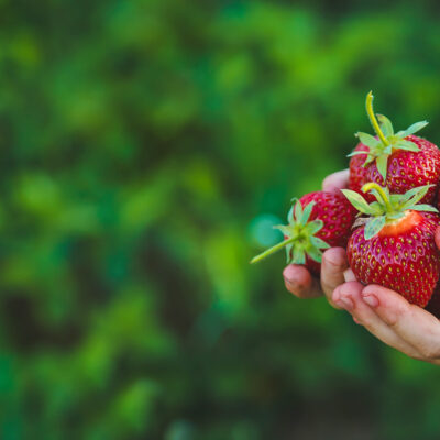 The child picks strawberries in the garden. Selective focus.