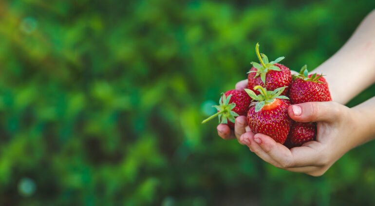 The child picks strawberries in the garden. Selective focus.