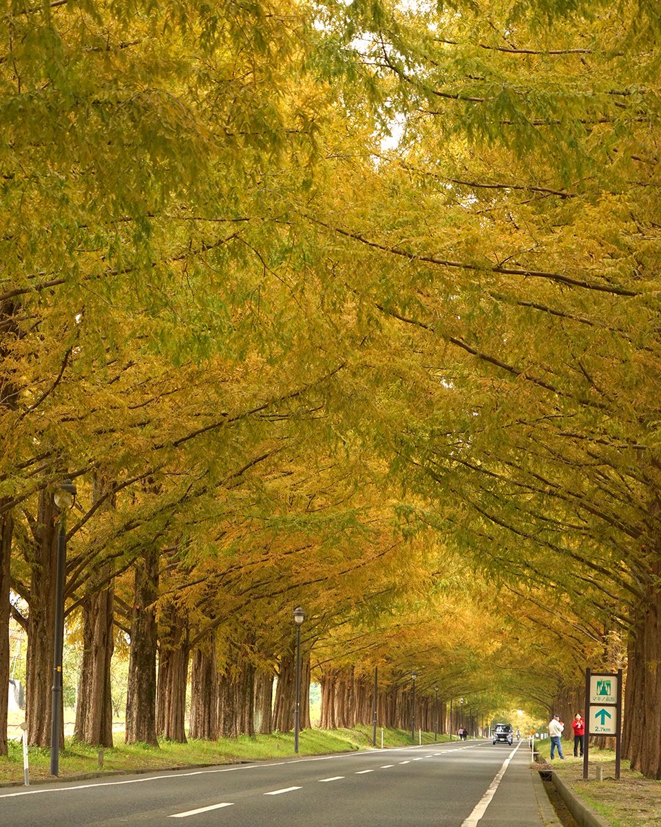 メタセコイア並木の色づき始め