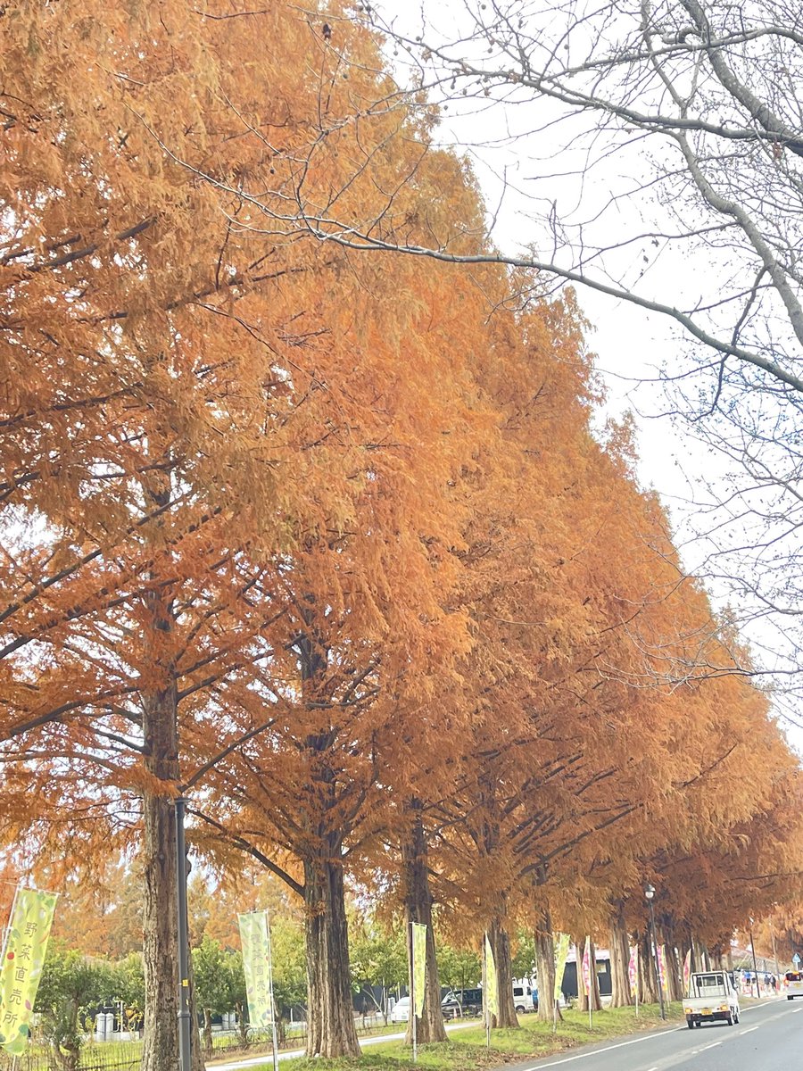 マキノメタセコイア並木の黄葉紅葉