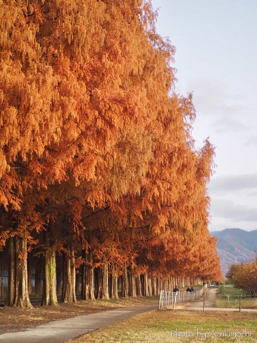 マキノ高原のメタセコイア並木の紅葉