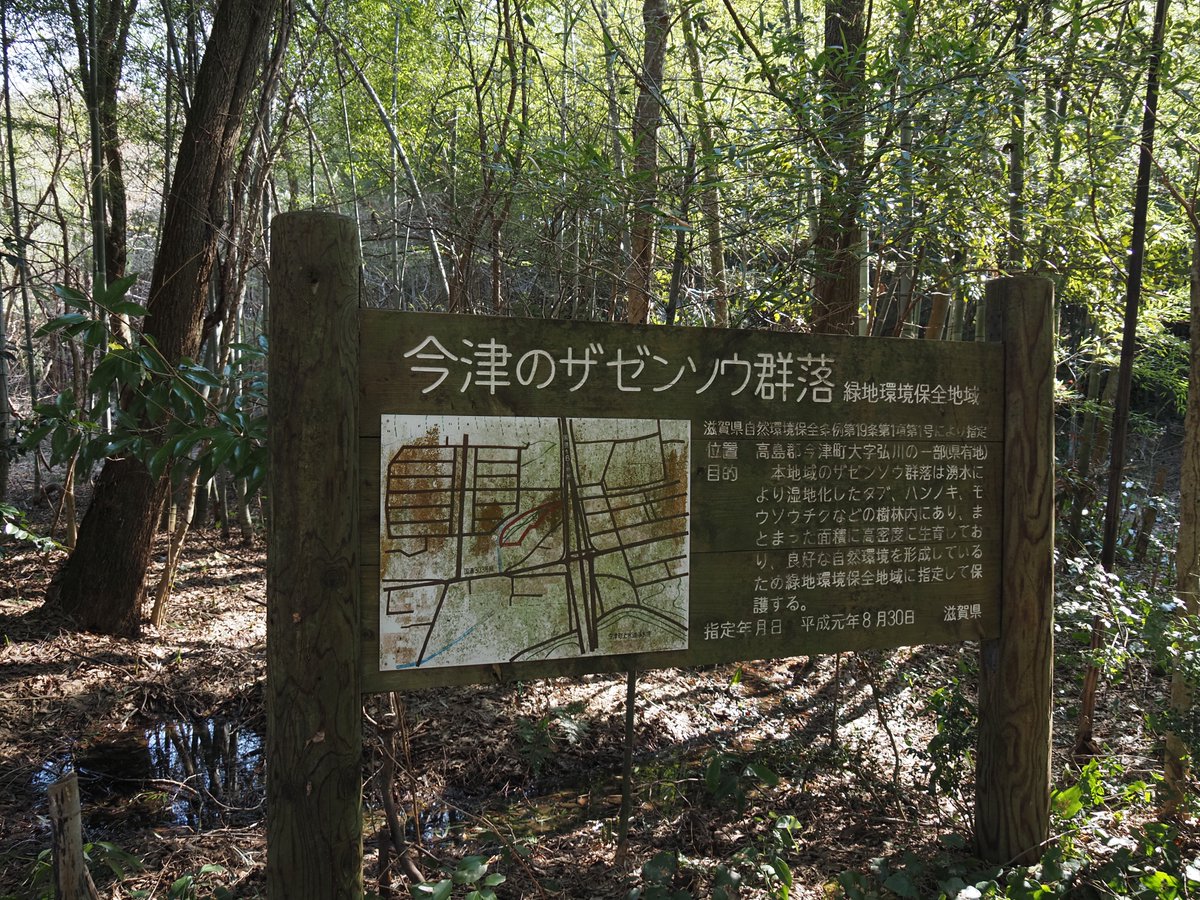 今津のザゼンソウ群落 保全看板と周辺林