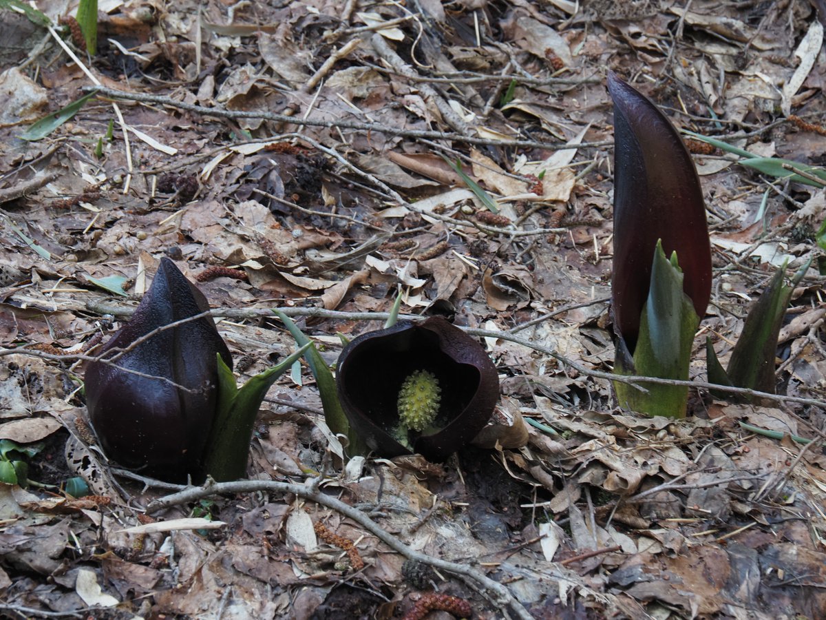 複数株のザゼンソウ 湿地落葉に咲く姿