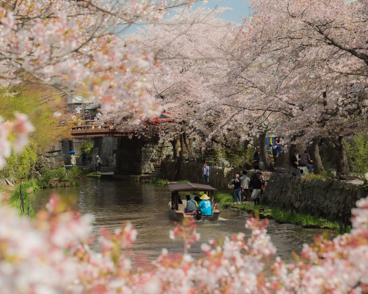 桜のトンネルと水辺の舟行きを捉えた八幡堀（近江八幡市）の春の風景。ビューロー賞①受賞作「桜の額縁の水郷めぐり」として紹介されたビジュアル。