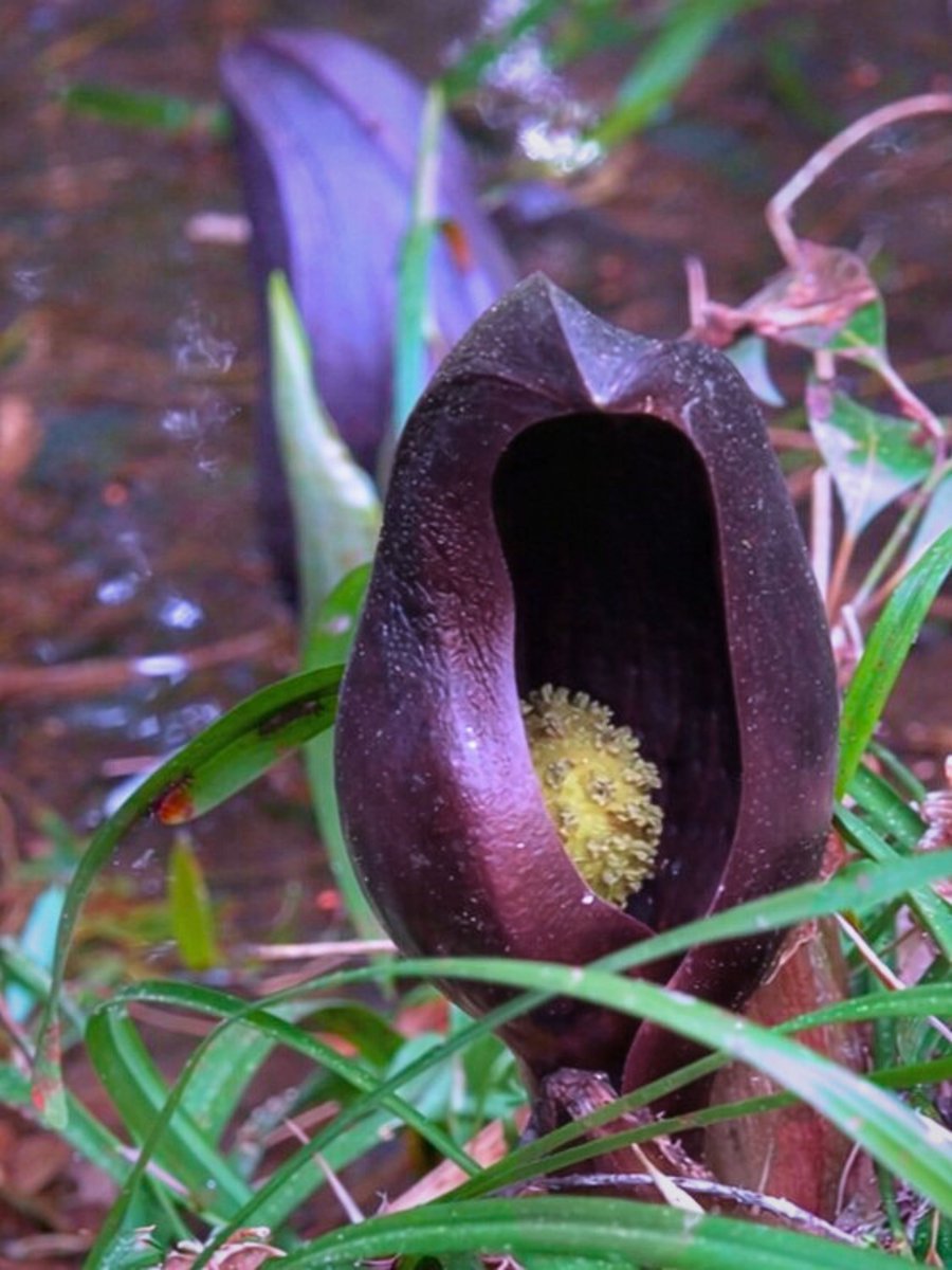 ザゼンソウのクローズアップ 肉穂花序の詳細
