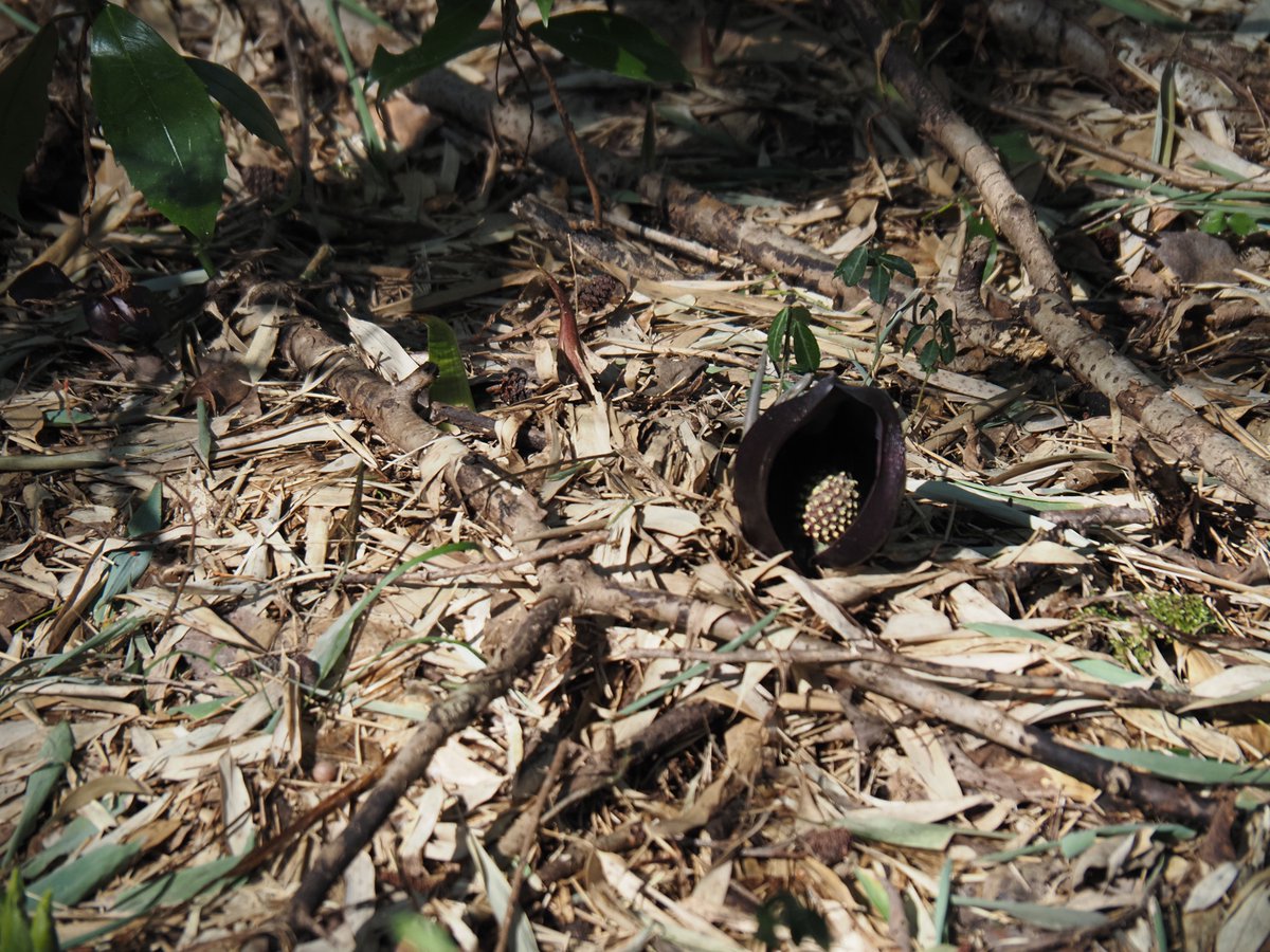 ザゼンソウ群落の全体風景 落ち葉と緑のコントラスト