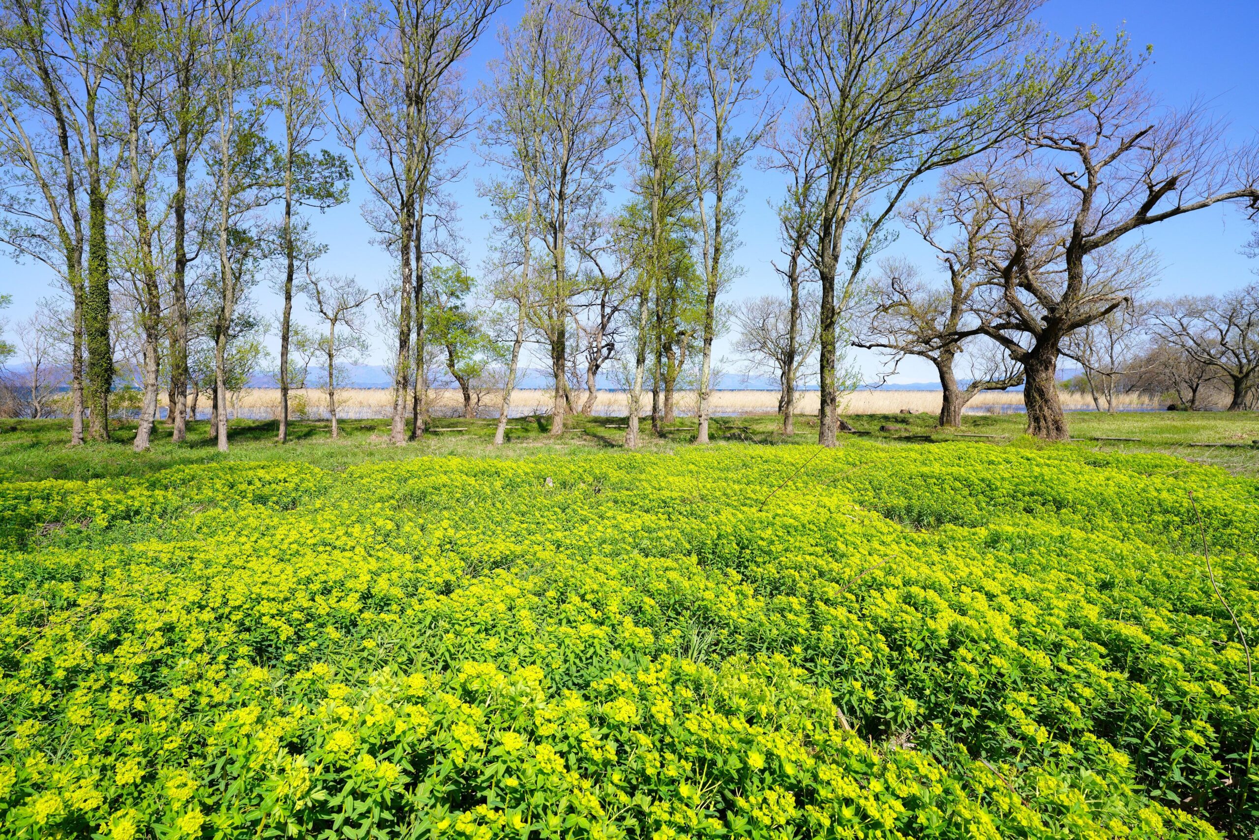 滋賀県高島市新旭町・琵琶湖岸のノウルシ群生地の春の風景。黄色い花が湖岸の湿地に広がる様子を示す観光スポット紹介用写真。