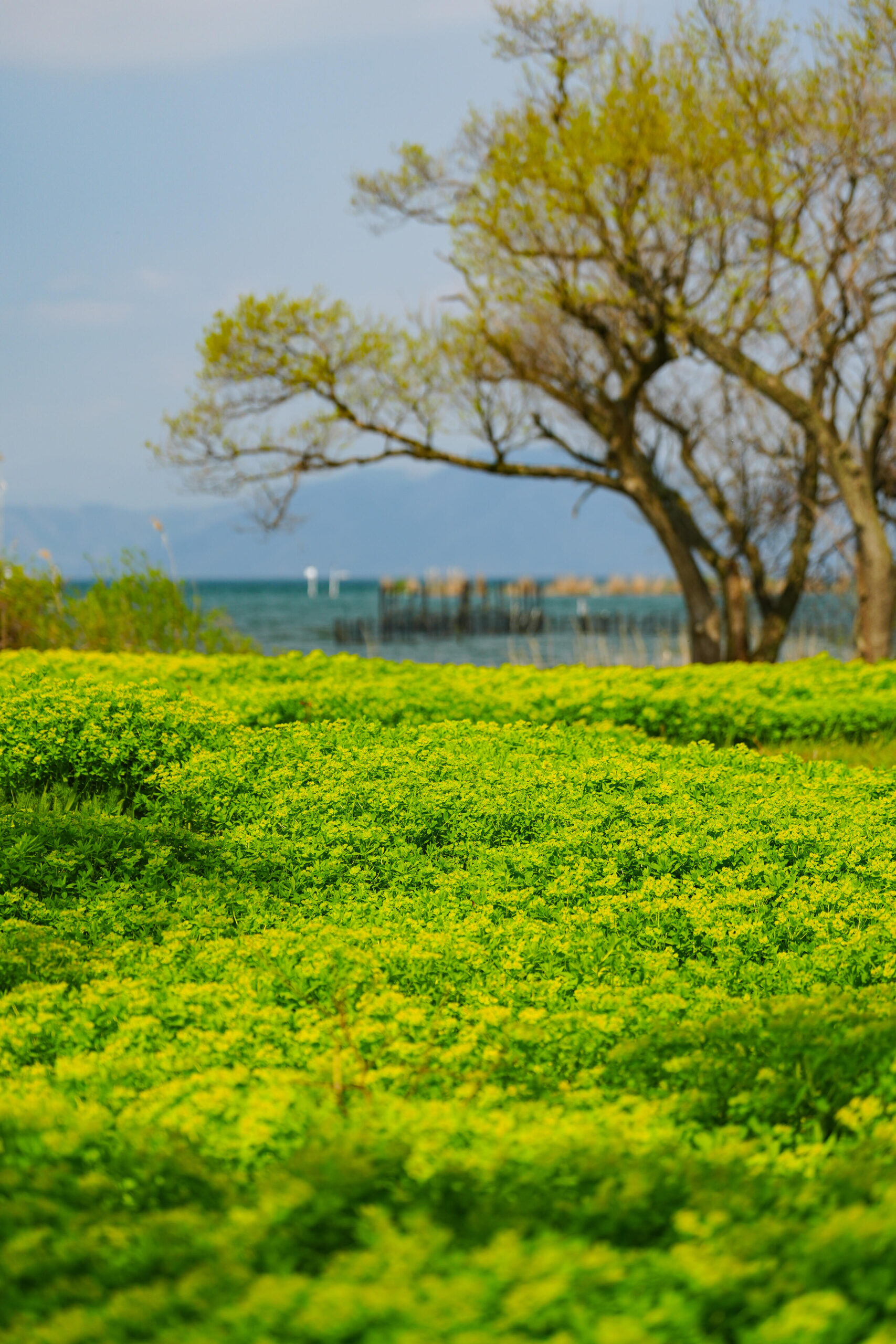 琵琶湖畔のノウルシの群落の別角度。黄色の花と緑の茎葉のコントラストが分かる。