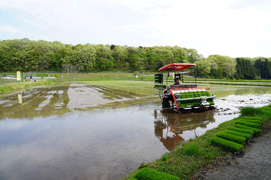 水田でのハナエチゼン田植え作業の別カット。作業チームと機械の配置が分かる。