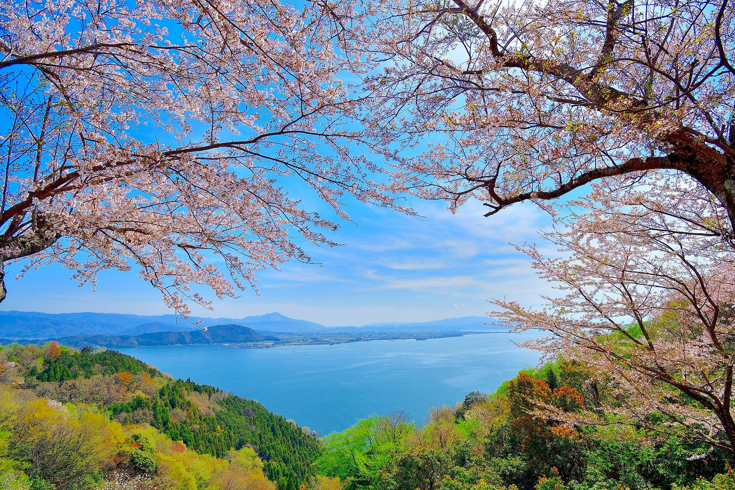琵琶湖畔で満開に近い桜と湖面を同時に収めた風景の例。前景の花と遠景の水平線が、春の訪れと湖の広がりを一枚に圧縮している。