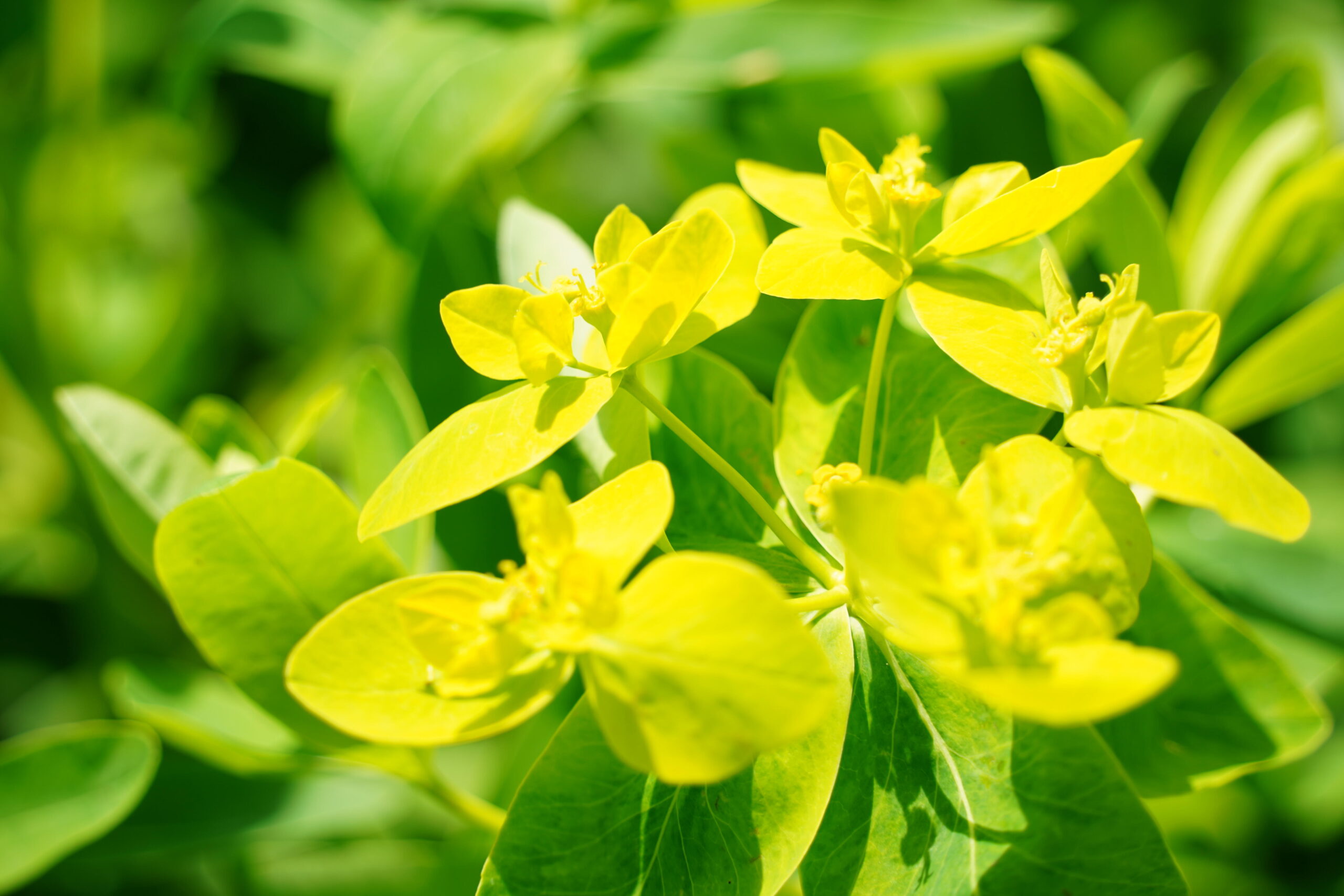 ノウルシの花のクローズアップに近い構図。黄色い小花の密集した様子が分かる。