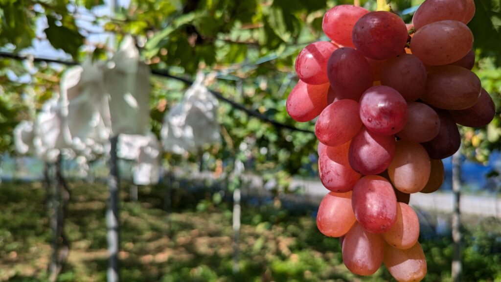 高島市マキノ農業公園マキノピックランド周辺で栽培される果樹（公式サイト掲出写真）。