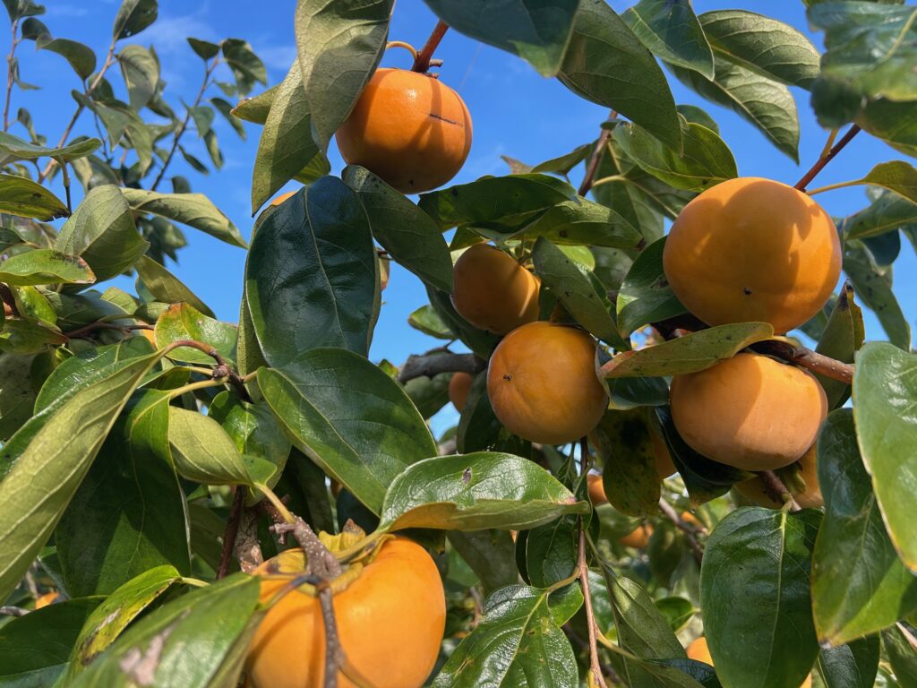 今津町深清水の富有柿（公式サイト掲出の栽培イメージ）。