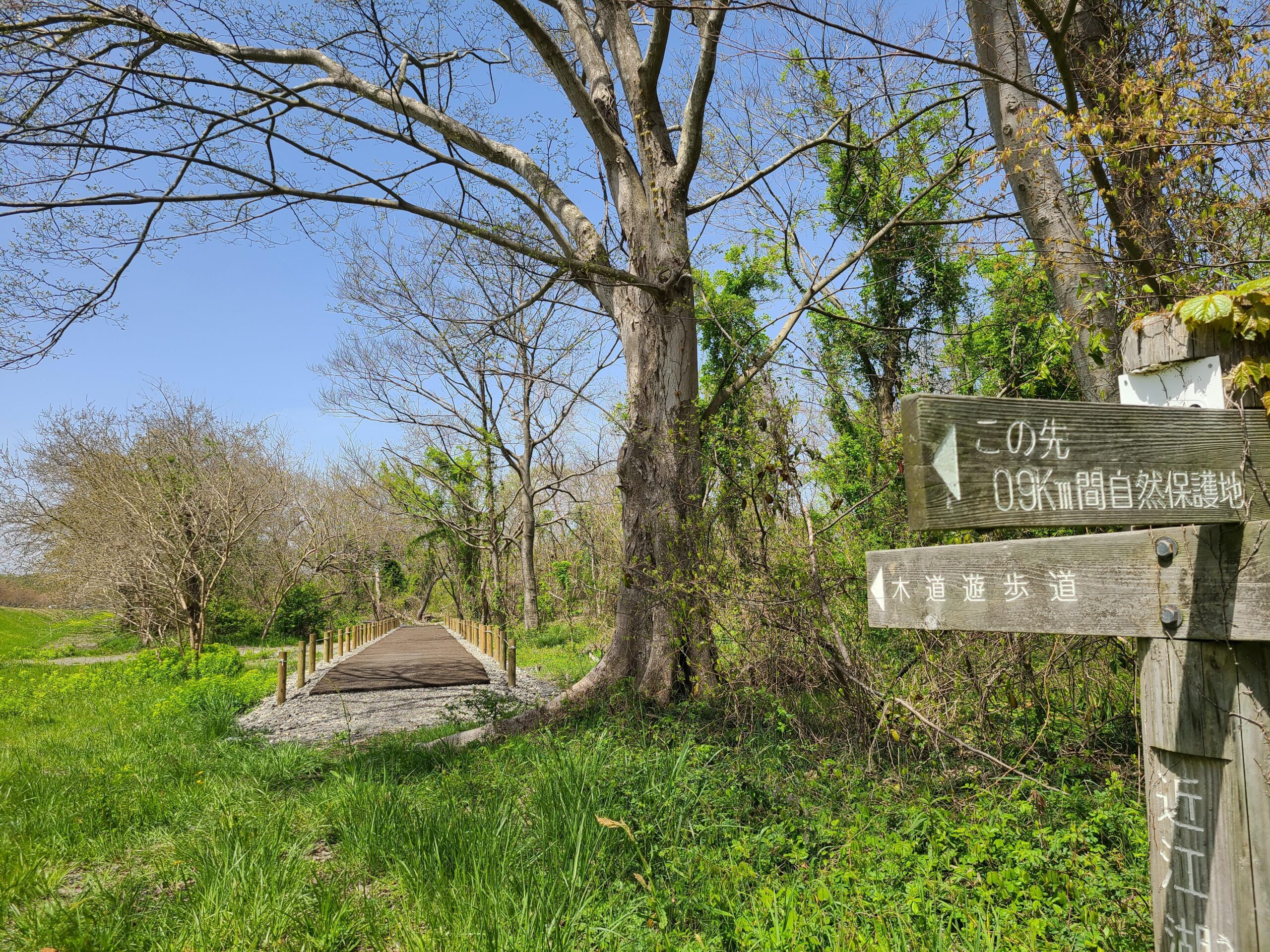 琵琶湖と岸辺の緑、手前にノウルシの黄色い花が写る構図。湖岸の春のイメージを伝える。