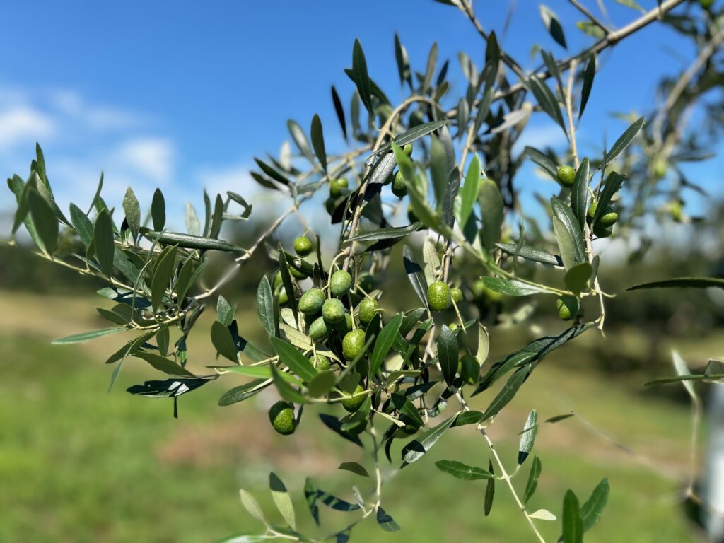 高島市南深清水のオリーブ果実（公式サイト掲出写真）。