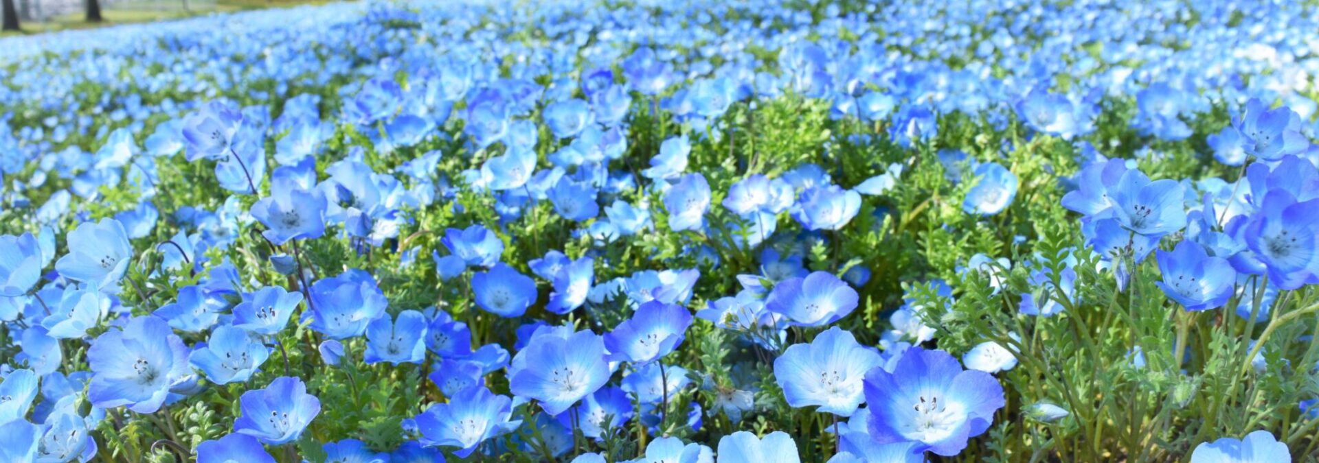 滋賀農業公園ブルーメの丘公式のネモフィラ2026開花情報に掲載された、青いネモフィラの花畑の横長写真。