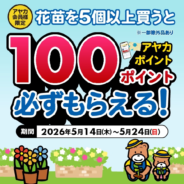 アヤハディオ公式サイト「花苗を5個以上買うと100ポイント必ずもらえる！」キャンペーン告知バナー。期間・特典のビジュアル案内。