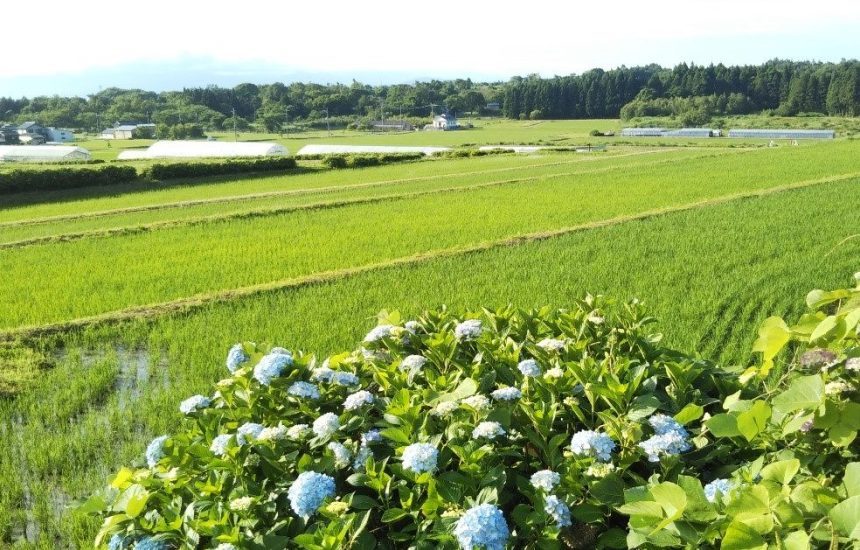 滋賀県マキノ町・森西の棚田を紹介する棚田ナビの掲載写真。琵琶湖西岸の段々畑と集落の景観。