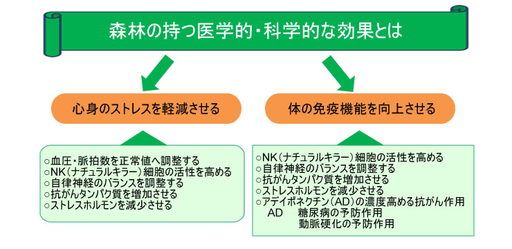 森林セラピーの効果イメージとして、たかしま森林セラピー公式サイトが掲出する説明用写真。