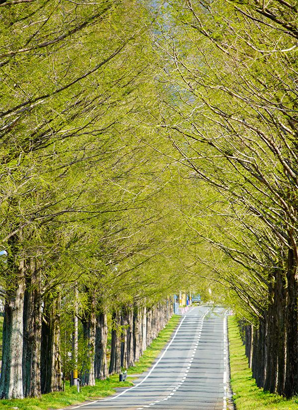 高島市公式が「新緑（4月）」の参考として掲載する並木写真。定点シリーズの季節イメージ