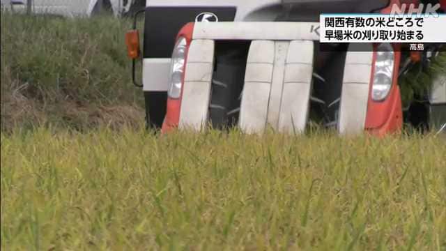 NHKが伝えた高島の早場米刈り取り。コンバインが穂の上を走る