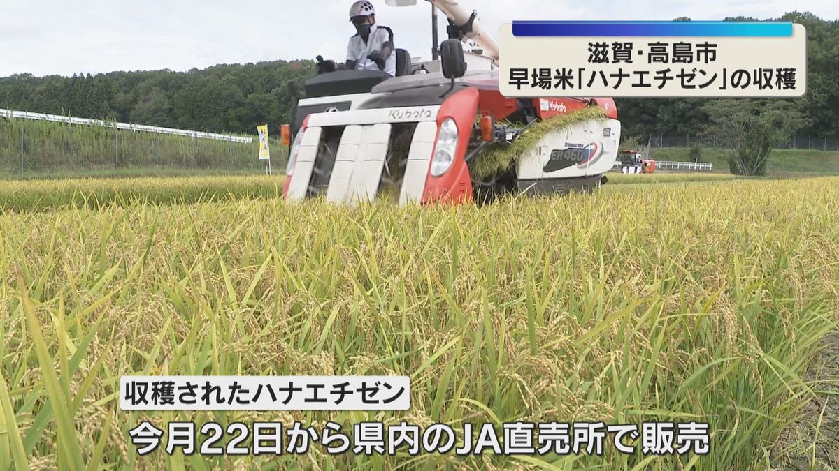 今津の田でハナエチゼンを刈るコンバイン。22日からJA直売と字幕