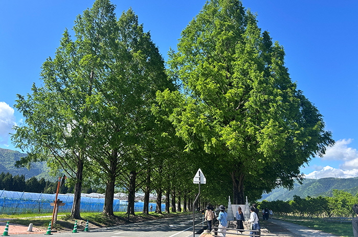 高島市公式サイト「メタセコイア並木の近況を紹介しています」に掲載された2026年5月9日撮影分の並木道写真(マキノピックランド前)。