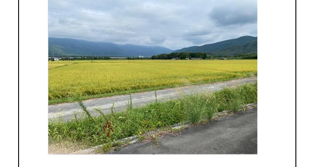 マキノ町知内の公売対象田の現況写真(稲穂と山並み)