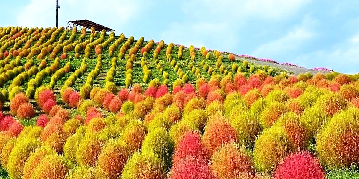 秋の箱館山イベント